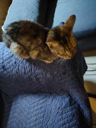Lost Female Cat last seen Alameda, Jalapa Dr. BVL, Buena Ventura Lakes, FL 34743
