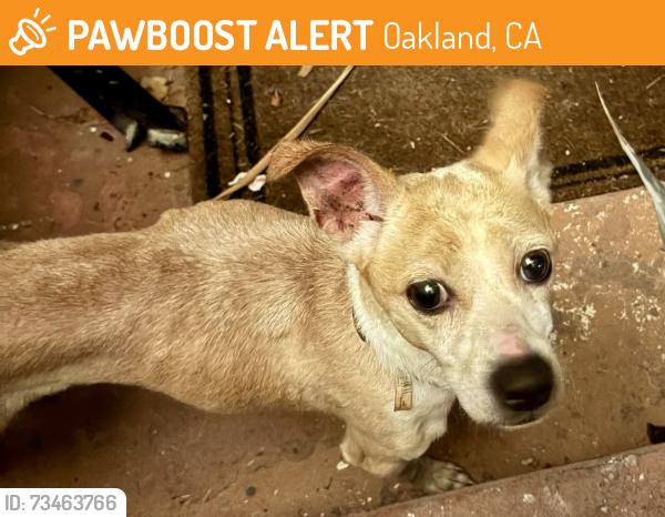 Found/Stray Male Dog last seen 103rd and Bancroft, Oakland ca, Oakland, CA 94603