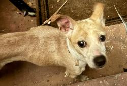 Found/Stray Male Dog last seen 103rd and Bancroft, Oakland ca, Oakland, CA 94603