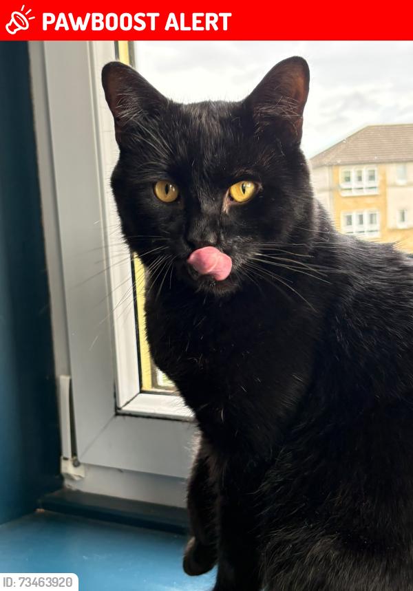 Lost Male Cat last seen Croft Road near the Whitefield Bowling Club, Cambuslang, Scotland G72 7LE