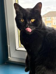 Lost Male Cat last seen Croft Road near the Whitefield Bowling Club, Cambuslang, Scotland G72 7LE