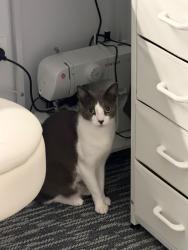 Reunited Female Cat last seen Zetland, Zetland, NSW 2017