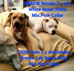 Reunited Female Dog last seen Waterford place, Dallas, TX 75205
