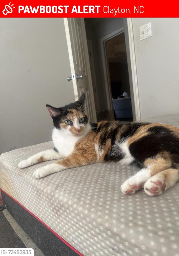 Lost Female Cat last seen The open door outreach, Clayton, NC 27520
