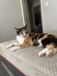 Lost Female Cat last seen The open door outreach, Clayton, NC 27520