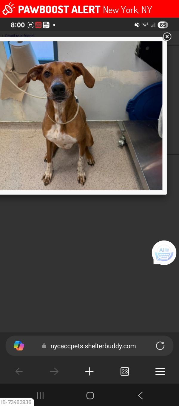 Lost Male Dog last seen 86TH STREET, New York, NY 10024