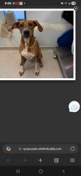 Lost Male Dog last seen 86TH STREET, New York, NY 10024