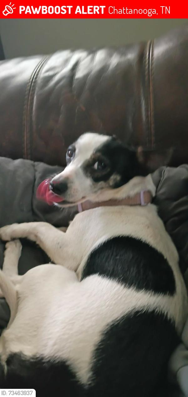 Lost Female Dog last seen 18th Ave, Chattanooga, TN 37404
