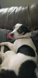 Lost Female Dog last seen 18th Ave, Chattanooga, TN 37404