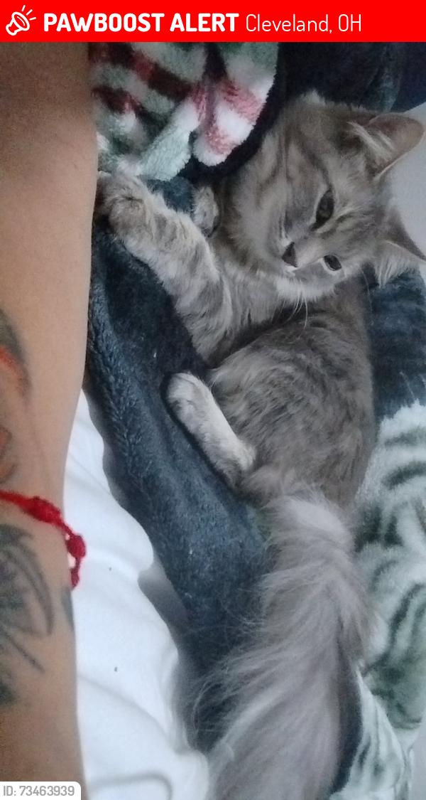 Lost Female Cat last seen Near Fairville Avenue, Cleveland, OH 44135