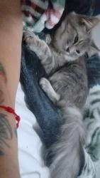 Lost Female Cat last seen Near Fairville Avenue, Cleveland, OH 44135