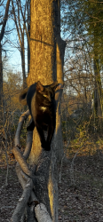 Lost Male Cat last seen Knob Hill Community, Manalapan Township, NJ 07726