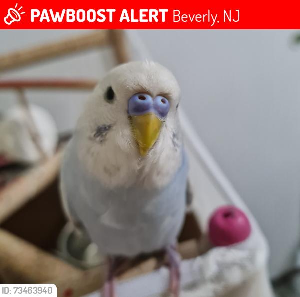 Lost Male Bird last seen Near manor road Beverly 08010, Beverly, NJ 08010