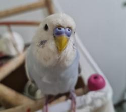 Lost Male Bird last seen Near manor road Beverly 08010, Beverly, NJ 08010