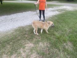 Found/Stray Male Dog last seen Near meachen meadows trail, Conroe, TX 77302