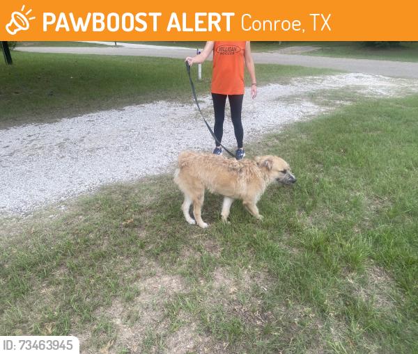 Found/Stray Male Dog last seen Near meachen meadows trail, Conroe, TX 77302