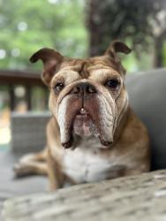 Reunited Female Dog last seen Bentwater Dr & cedarcrest, Acworth, GA 30101