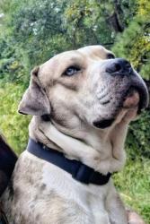 Lost Male Dog last seen Altoona Gateway, Bartow County, GA 30121