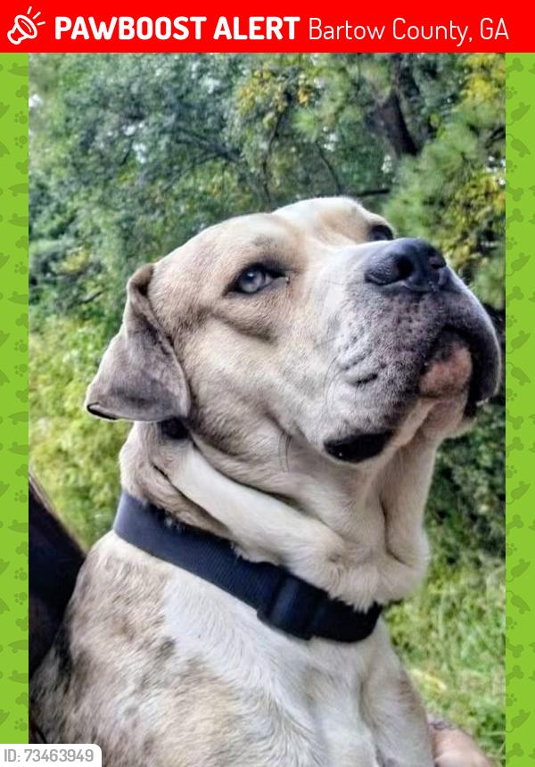 Lost Male Dog last seen Altoona Gateway, Bartow County, GA 30121