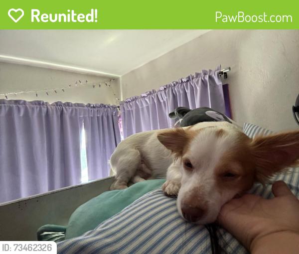 Reunited Male Dog last seen between i-street and 4-street chula vista, Chula Vista, CA 91911