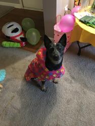 Lost Female Dog last seen Park, Las Vegas, NV 89135