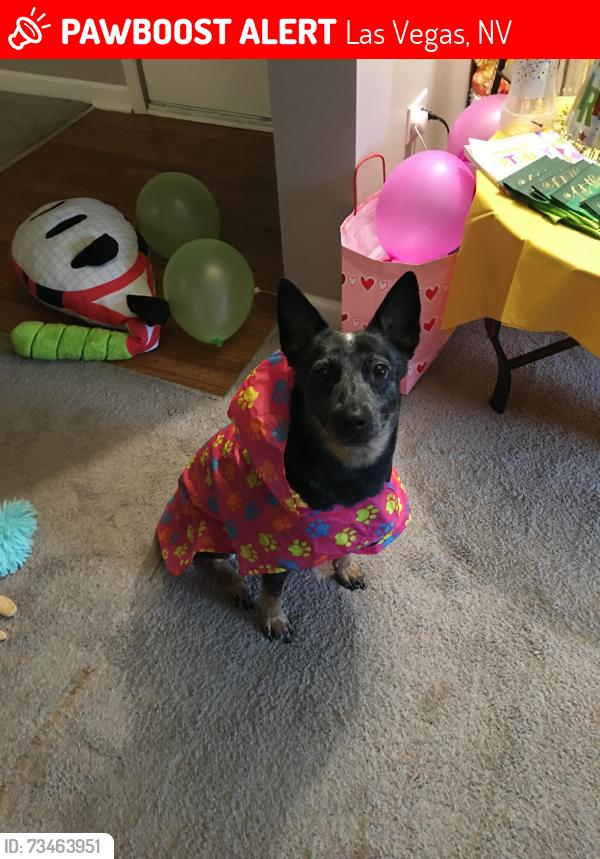 Lost Female Dog last seen Park, Las Vegas, NV 89135
