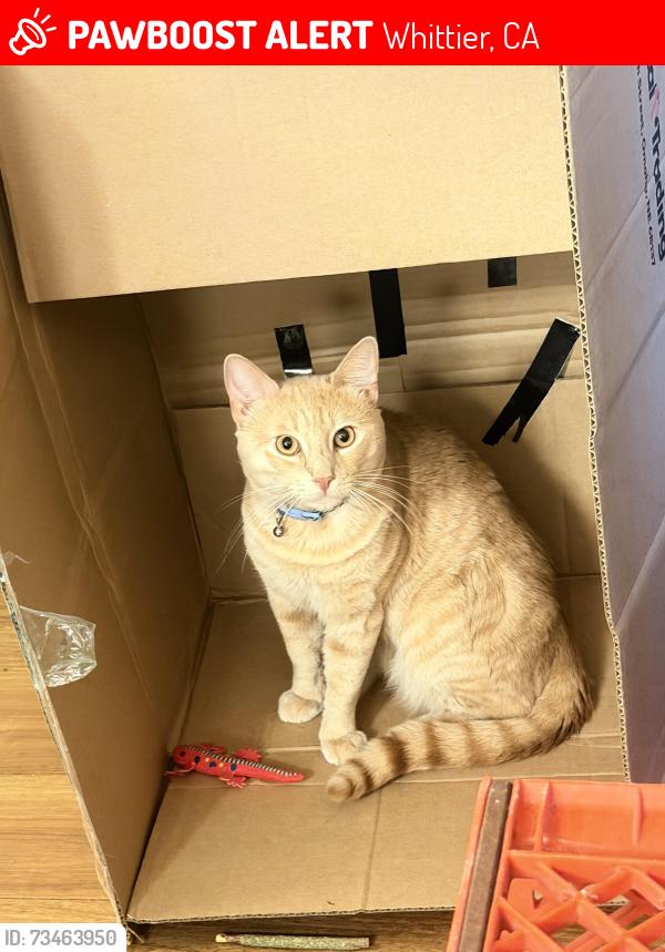 Lost Male Cat last seen Not sure. We just moved here.. Right near railroad., Whittier, CA 90606