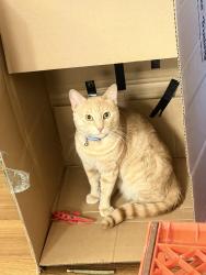 Lost Male Cat last seen Not sure. We just moved here.. Right near railroad., Whittier, CA 90606