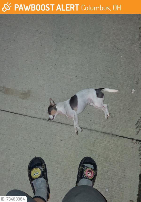 Found/Stray Male Dog last seen West Mound and S Richardson Ave, Columbus, OH 43204
