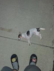 Found/Stray Male Dog last seen West Mound and S Richardson Ave, Columbus, OH 43204