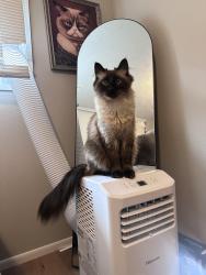 Lost Male Cat last seen SE 16th & Spokane St, Portland, OR 97202