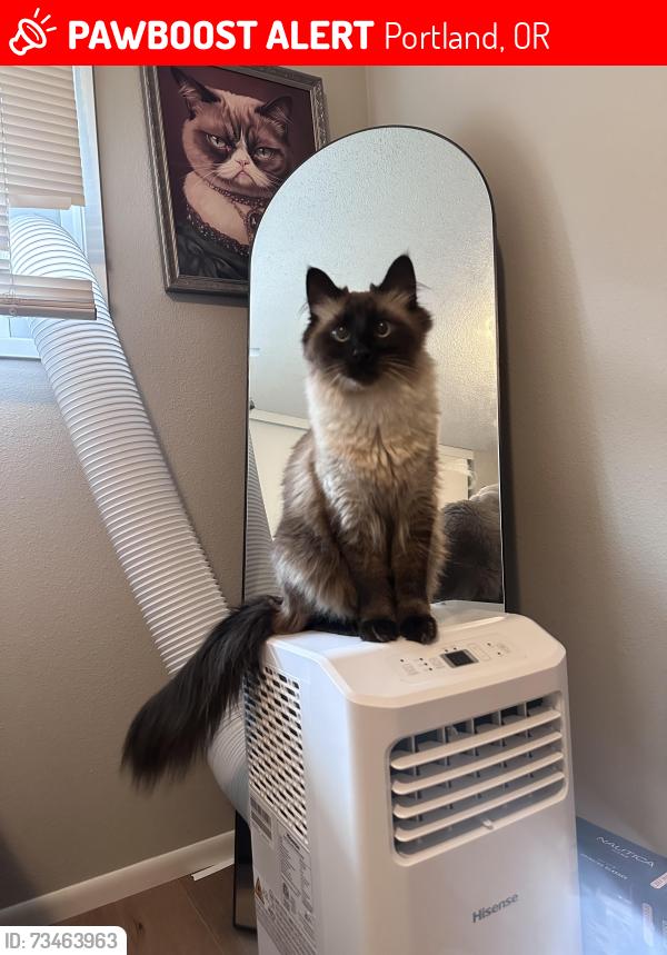 Lost Male Cat last seen SE 16th & Spokane St, Portland, OR 97202