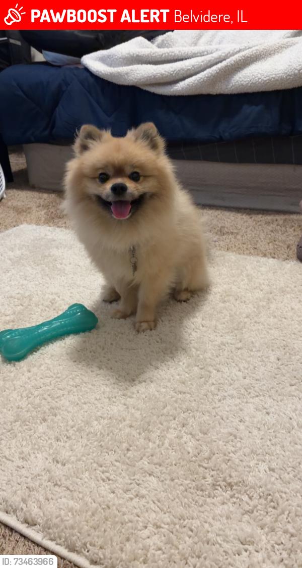 Lost Male Dog last seen W Menomonie st, Belvidere, IL 61008