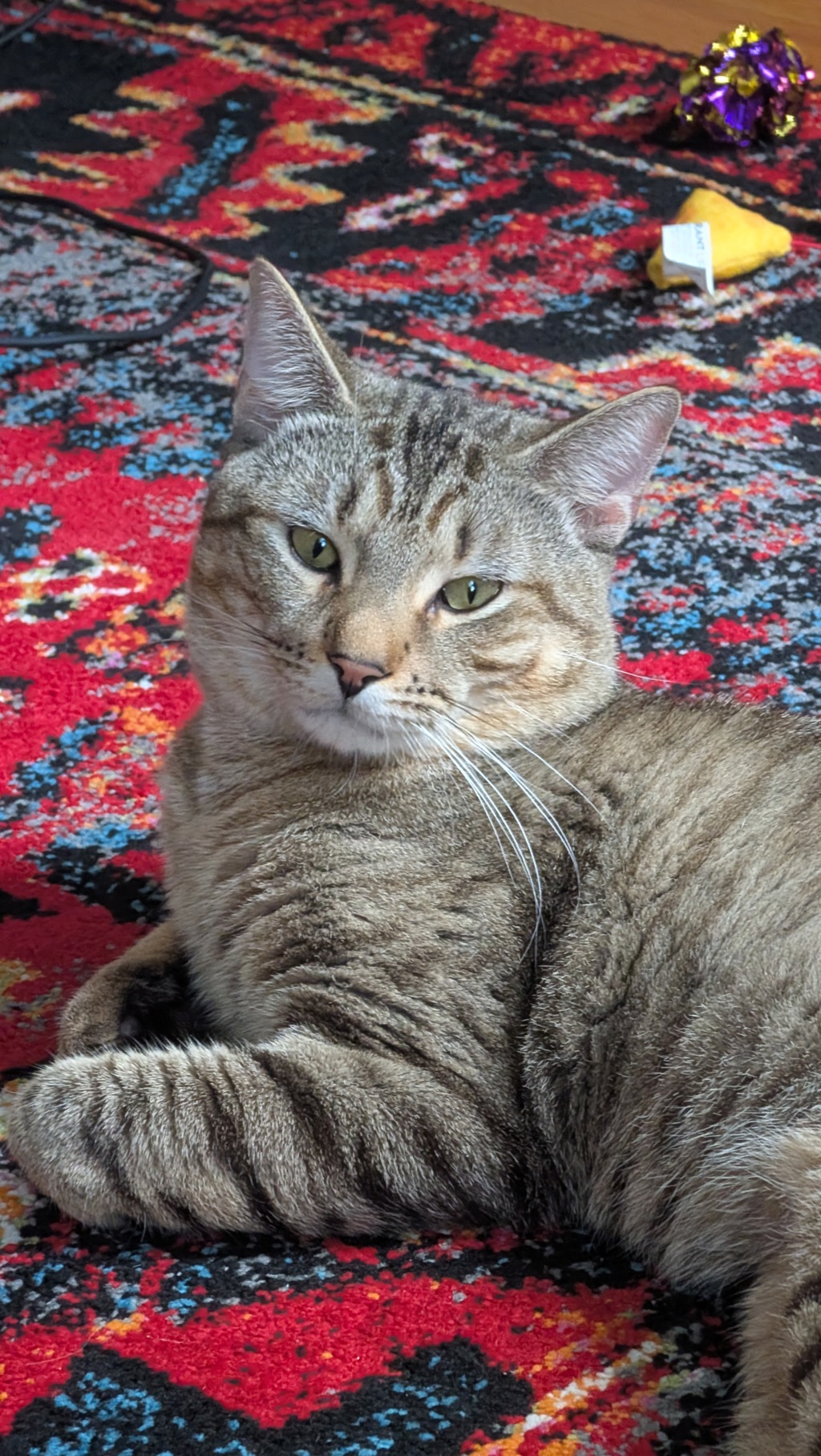 Shelter Stray Male Cat last seen Near Webster Avenue, BRONX, NY, 10458, 326 E 110th St, New York, NY 10029, USA