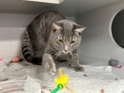 Shelter Stray Male Cat last seen Near Duncan, BRONX, NY, 10456, 326 E 110th St, New York, NY 10029, USA