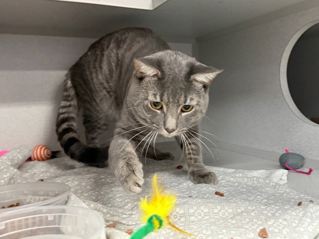 Shelter Stray Male Cat last seen Near Duncan, BRONX, NY, 10456, 326 E 110th St, New York, NY 10029, USA