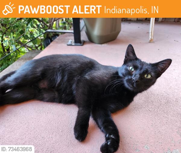 Found/Stray Female Cat last seen 30th and Raceway, Indianapolis, IN 46234