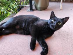 Found/Stray Female Cat last seen 30th and Raceway, Indianapolis, IN 46234