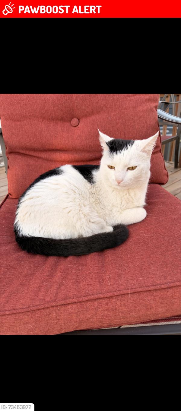 Lost Male Cat last seen 16th and Mcknight, North Saint Paul, MN 55109
