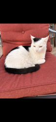 Lost Male Cat last seen 16th and Mcknight, North Saint Paul, MN 55109