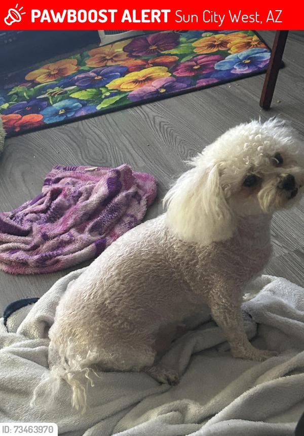 Lost Male Dog last seen RH JOHNSON BLVD & WHISPERING OAKS, Sun City West, AZ 85375