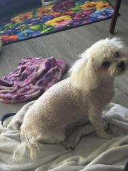 Lost Male Dog last seen RH JOHNSON BLVD & WHISPERING OAKS, Sun City West, AZ 85375