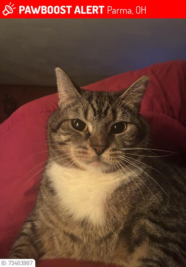 Lost Male Cat last seen Ackley Rd /Brookmere Rd, Parma, OH 44129
