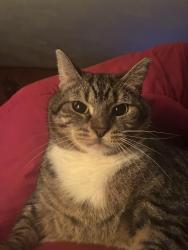 Lost Male Cat last seen Ackley Rd /Brookmere Rd, Parma, OH 44129