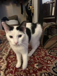 Found/Stray Female Cat last seen Grove and Harrison, Richmond, VA 23221
