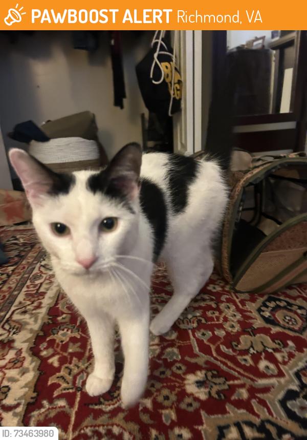 Found/Stray Female Cat last seen Grove and Harrison, Richmond, VA 23221