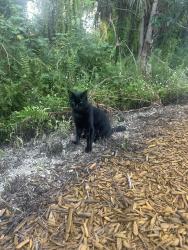 Found/Stray Unknown Cat last seen Caloosa Park by the train track, Boynton Beach, FL 33426