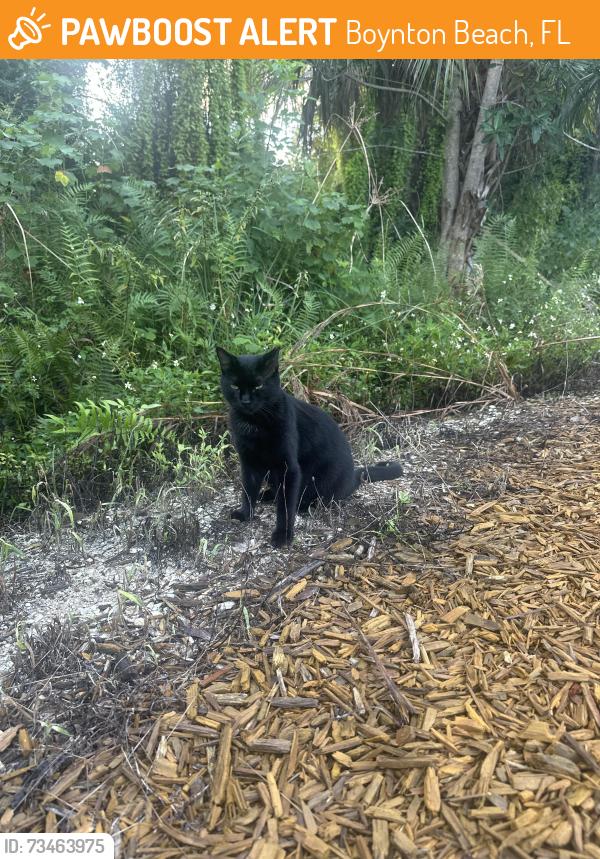 Found/Stray Unknown Cat last seen Caloosa Park by the train track, Boynton Beach, FL 33426