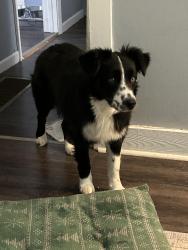 Reunited Female Dog last seen Marathon gas station on Winchester road, Mount Sterling, KY 40353