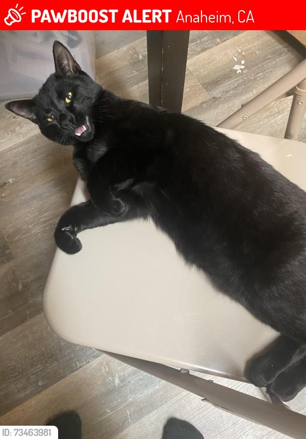 Lost Male Cat last seen Lincoln and Magnolia street, Anaheim, CA 92801
